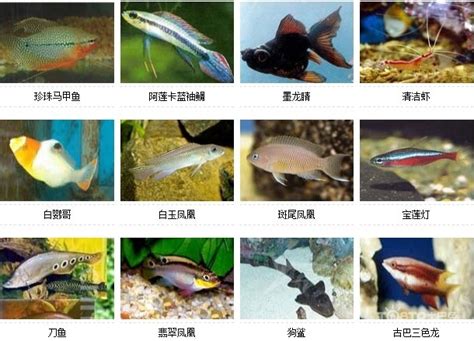 觀賞魚種類